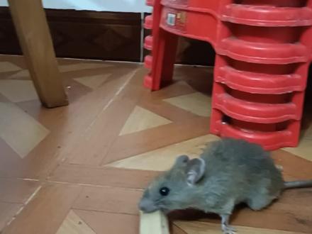 老鼠逼急了也会咬人,所以说做人做事,万事留一线 #老鼠 #捕鼠高手