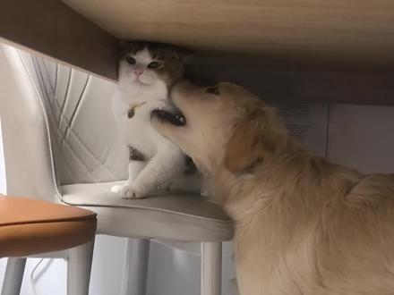 E 母狗与 I 公猫 #猫猫的事情你少管
#狗狗的心思都写在脸上了
#猫狗双全