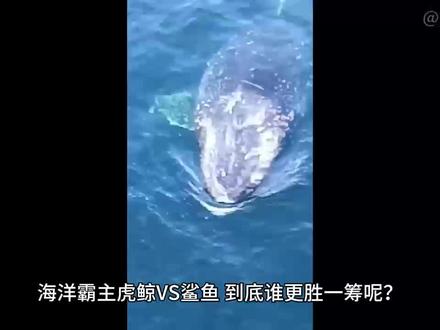 海洋霸主虎鲸VS鲨鱼,到底谁更胜一筹呢?