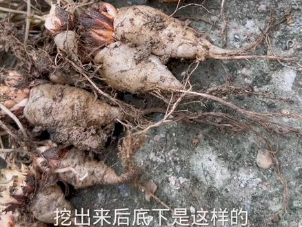 #三叶草 也称#幸运草 根部带有#水晶萝卜 你吃过吗?#农村生活 #大自然的馈赠 #我的乡村生活