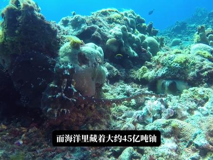 海水提铀,靠海鞘撬动未来能源? #海水提铀 #海鞘 #铀 #核电站 #能源 #AI