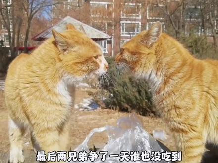 流浪猫妈妈的故事#猫咪的迷惑行为 #萌宠解说