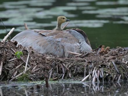 这只加拿大鹅,没有被同类养大 #加拿大鹅 #动物世界 #神奇动物在抖音 #动物独白 #野生动物零距离