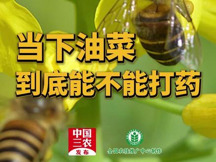 #春耕大师课 (十七) 当下油菜到底能不能打药?
