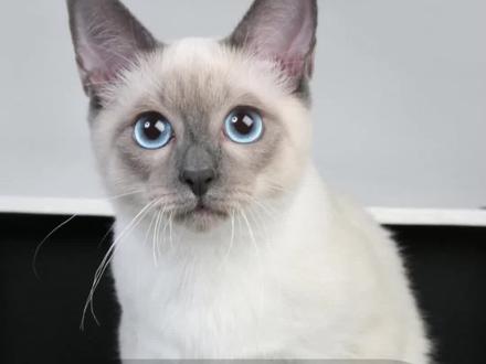 暹罗猫多少钱一只,快来看!#宠率猫粮 #暹罗猫多少钱一只 #暹罗猫多少钱 #猫咪多少钱一只 #宠物知识 #新手养猫