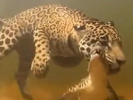 美洲豹潜水偷袭鳄鱼#保护野生动植物守护生态环境 #创作者中心 #创作灵感 #动物 #热点