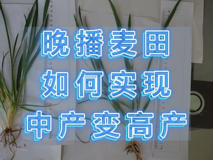 晚播麦田如何实现中产变高产#小麦 #夏粮丰收 #三农科普