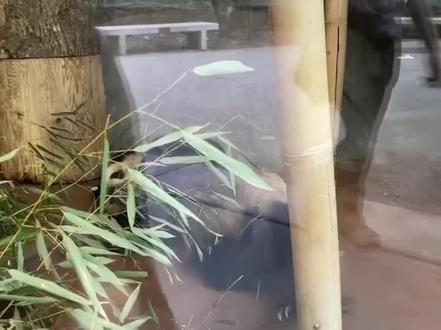 丫丫场内情况
视频来自于XHS 华人小姐姐Min Meng 分享
🇺🇸田纳西州孟菲斯动物园当地时间2月20日下午3:46
🇨🇳北京时间2月21日凌晨5:46
丫丫在内场的情况,因为皮肤问题,丫丫一直在挠,我们肉眼可见丫丫能挠到的地方皮毛已经脱落得非常明显了,有些地方丫丫挠不到,就只有躺在地上一直蹭……由于当天是🇺🇸一个节日,所以游客比较多,孟菲斯一直都是作秀高手,丫丫今天的竹子和以往的不同,原因大家应该都清楚……#努力活下去的大熊猫丫丫 #善待动物关爱生命 #旅美熊猫丫丫 #假如熊猫会说话
请大家多多关注@假如熊猫会说话 ,🧣为丫丫冲超话,一定要在丫丫回国前让她平安度过这段时间
