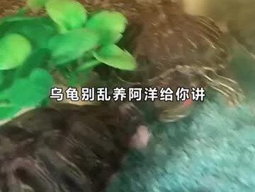 #乌龟 #养龟 #小乌龟 喂巴西龟吃猪肉,得注意这些