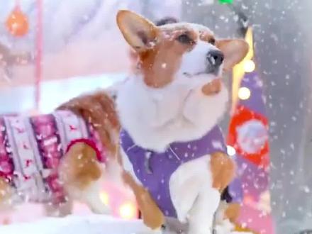 柯基怕不怕冷 需不需要给它准备衣服