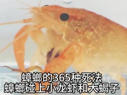 蟑螂的365种死法。蟑螂碰上小龙虾和大蝎子会怎样?#家庭版蟑螂粉 #如何消灭蟑螂 #拜洁士蟑螂哥