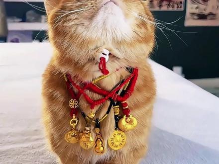 四年级下册《猫》课文:听老舍笔下的古怪小猫 #小学语文 #预习