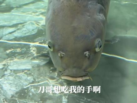 duang大一只刀哥😎#刀疤鲤 #鱼界的扛把子 #大胖鱼 #暖心阿哲