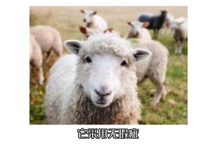什么是纳帕皮,商家口中的纳帕皮99.99%都不是真正的纳帕皮#纳帕皮沙发#沙发皮革 #高端定制家具工厂 #口播知识分享 #家具