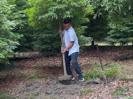 6公分金丝楠种上20年,可以换一辆什么车?#金丝楠 #金丝楠木 #金丝楠木树苗 #诚信苗木人 #抖音助农
