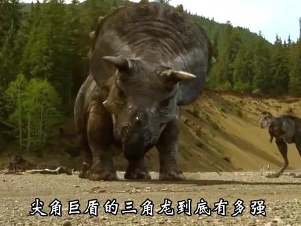 角龙科的巅峰形态到底有多强?作为霸王龙的主食,#冷知识 #奇妙的动物 三角龙真的能与霸王龙一战吗?