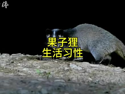 带你们了解果子狸的生活习性#野生动物零距离 #动物科普 #果子狸
