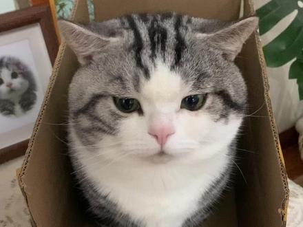 这是谁给我掂来的,谁给我掂走~ #萌宠 #猫咪