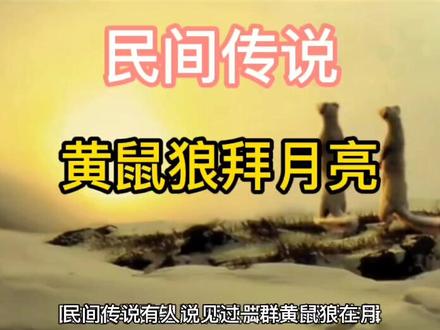 黄鼠狼拜月亮#传说 #文化 #民俗 #太极博弈原理