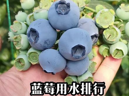 种蓝莓用水排行太重要了,浇好水比什么都强#农业知识 #蓝莓 #蓝莓苗 #蓝莓基质 #盆栽蓝莓