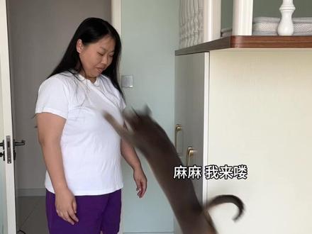 阿比是真粘人 真的#阿比西尼亚猫 #抖音萌宠