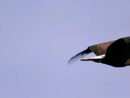 美国的国鸟是白头鹰,日本是绿雉,我国的国鸟是啥? #国鸟 #白头鹰 #丹顶鹤 #日本 #动物