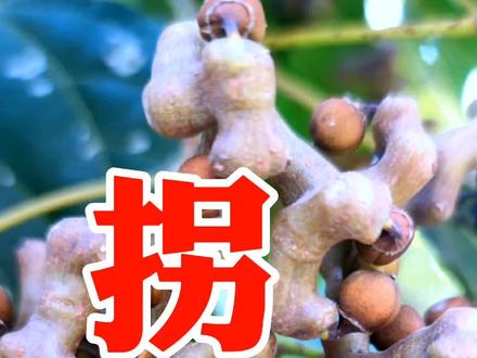 这种树你们见过吗,树上结的那一串串的东西你们吃过吗,我们这边把这种树叫拐枣树,你们那里这种树叫什么名字呢,不知道的朋友听我的解说来了解一下吧#农村生活 #原声作品 #原创作品 #大自然的馈赠 #拐枣