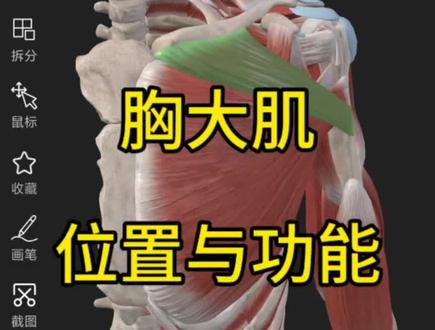 胸大肌位置与功能#运动解剖 #科普 #干货分享 #肌肉