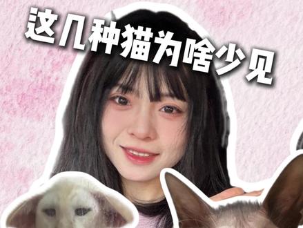 这几种猫为啥少见?长相太 “非主流”,一般人驾驭不住! #奇葩猫咪 #猫咪品种大全 #狼猫 #东短 #俄罗斯蓝猫