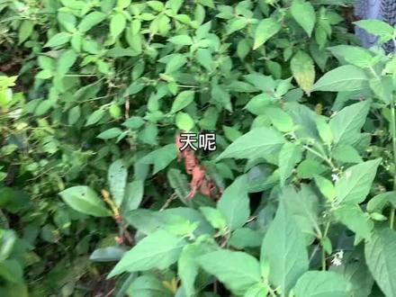 美的中央空调小多练,内机显示Ed,外机显示EF