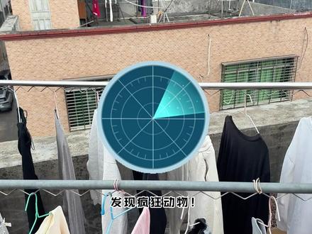 蓝毛仔和红毛仔认为我的刀盾的疯狂动物!!! #我的刀盾 #刀盾狗 #积木搭建