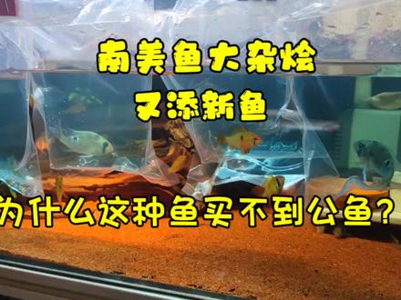 南美鱼大杂烩,又添新鱼,为什么这种鱼很难买到公鱼呢 #南美鱼 #异型鱼 #鼠鱼 #神仙鱼 #南美缸 #荷兰凤凰短鲷 #圣塔伦月亮宝石 #热带观赏鱼 #我要做爆款 #观赏鱼开箱