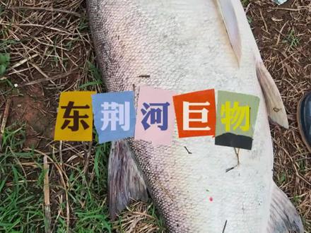 东荆河巨物出水,50+花花!#钓鱼人的聚集地 #原来钓鱼才是抖音顶流活动 #钓鱼爱好者的聚集地