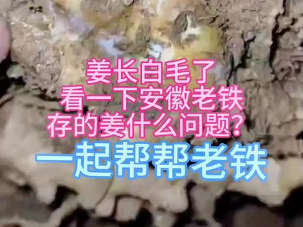 姜长白毛?是好还是坏,什么原因造成的,一起讨论一下。#支持三农扶持三农发展 #2023新农人计划 #生姜 #抖音助农 #农业