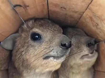 蹄兔为什么哇哇叫? #动物世界 #神奇动物在抖音