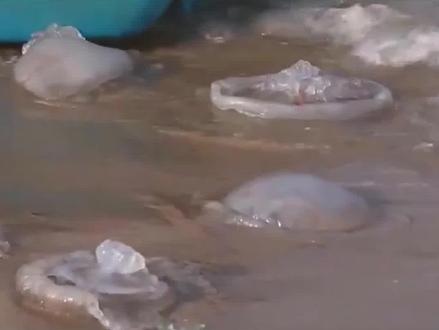 海月的脚是香的还是臭的 海月是什么意思 海月水母的资料 抖音 海月的脚是香的还是臭的 海月是什么意思 海月水母的资料 抖音