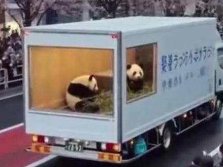 熊猫顶流晓晓蕾蕾回国,日本迎史上首次熊猫荒#熊猫 #熊猫回国 #熊猫晓晓蕾蕾