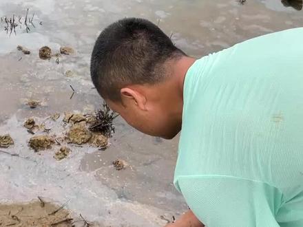 两斤大黄鳝,拉力真的太大了,缅甸鳝