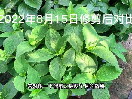 无尽夏绣球修剪详细讲解。#爱生活爱养花 #绣球花 #一花一草一世界 #花园 #热门