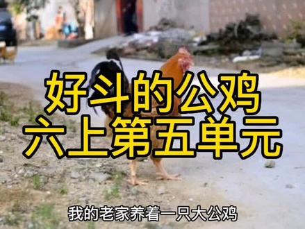 好斗的公鸡
六上第五单元