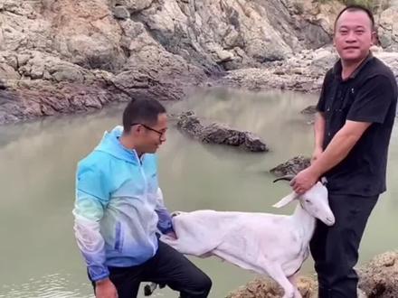 #JJ斗地主 #JJ斗地主赢大米 全新水域用羊打窝开盘抓鱼