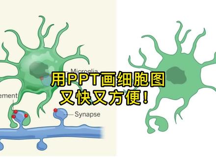 PPT神工具,简单快捷绘制科研素材,自己复刻的时候需要修改一些地方,配图不担心版权啦~AI也很香,PPT胜在简单易得门槛低~#研究生 #sci #科研绘图