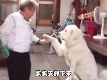 #动物世界 #狗狗故事#奶奶的大白熊犬@抖音小助手