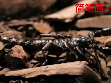 简笔画--蝎子/零基础学画画/大自然真神奇/昆虫记/我爱大自然 #简笔画 #创意简笔画 #动物 #昆虫 #自然界无奇不有 #自然界真的很神奇