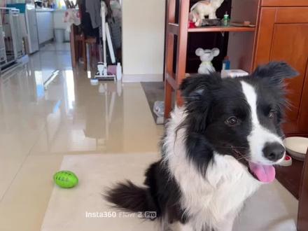 这次认物我们主攻一个,开始教学💪 #萌宠认物挑战 #边牧日常 #搞笑 #超级大开门#萝卜纸巾