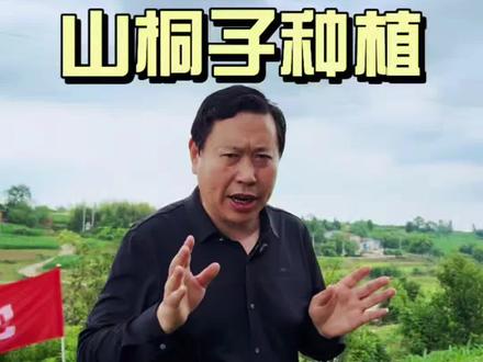 种植山桐子真的有那么好吗?#山桐子 #乡村振兴 #树上油库 #新农人计划2026 #山桐子种植