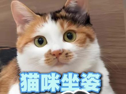 猫咪坐姿背后的情绪秘密你知道多少?#新手养猫 #猫咪坐姿 #猫咪情绪 #养猫日常 #养猫知识分享