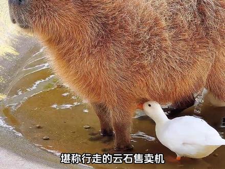 超级可爱的小水豚 #动物科普 #可爱 #水豚 #卡皮巴拉 #神奇动物在抖音