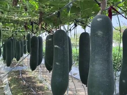 冬瓜、西瓜、南瓜、你见过北瓜吗?#涨知识#科普#西瓜