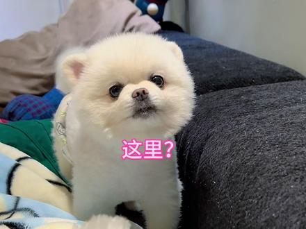 抱我!不许抱那狗!!!#萌宠 #博美 #比熊 #狗狗